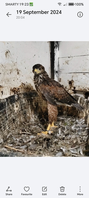 Harris Hawk breeding pair. PROLIFIC LAYER. 
