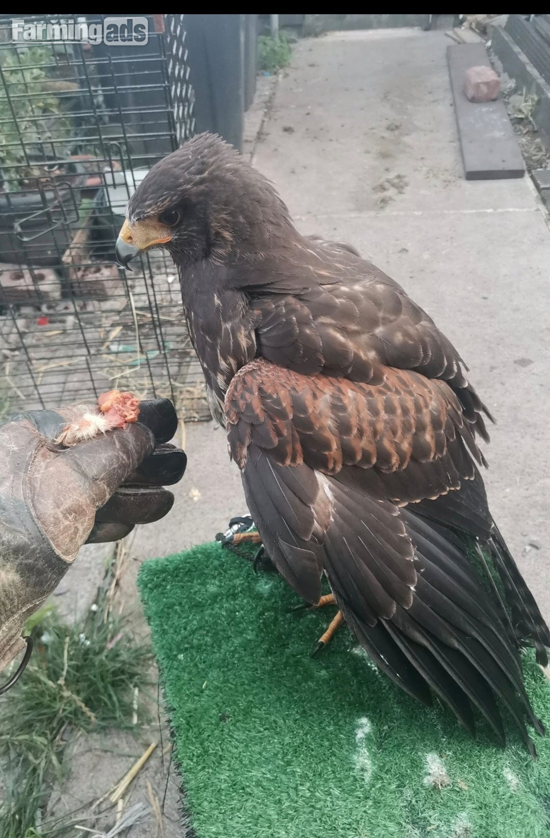 Harris Hawk breeding pair. PROLIFIC LAYER. 