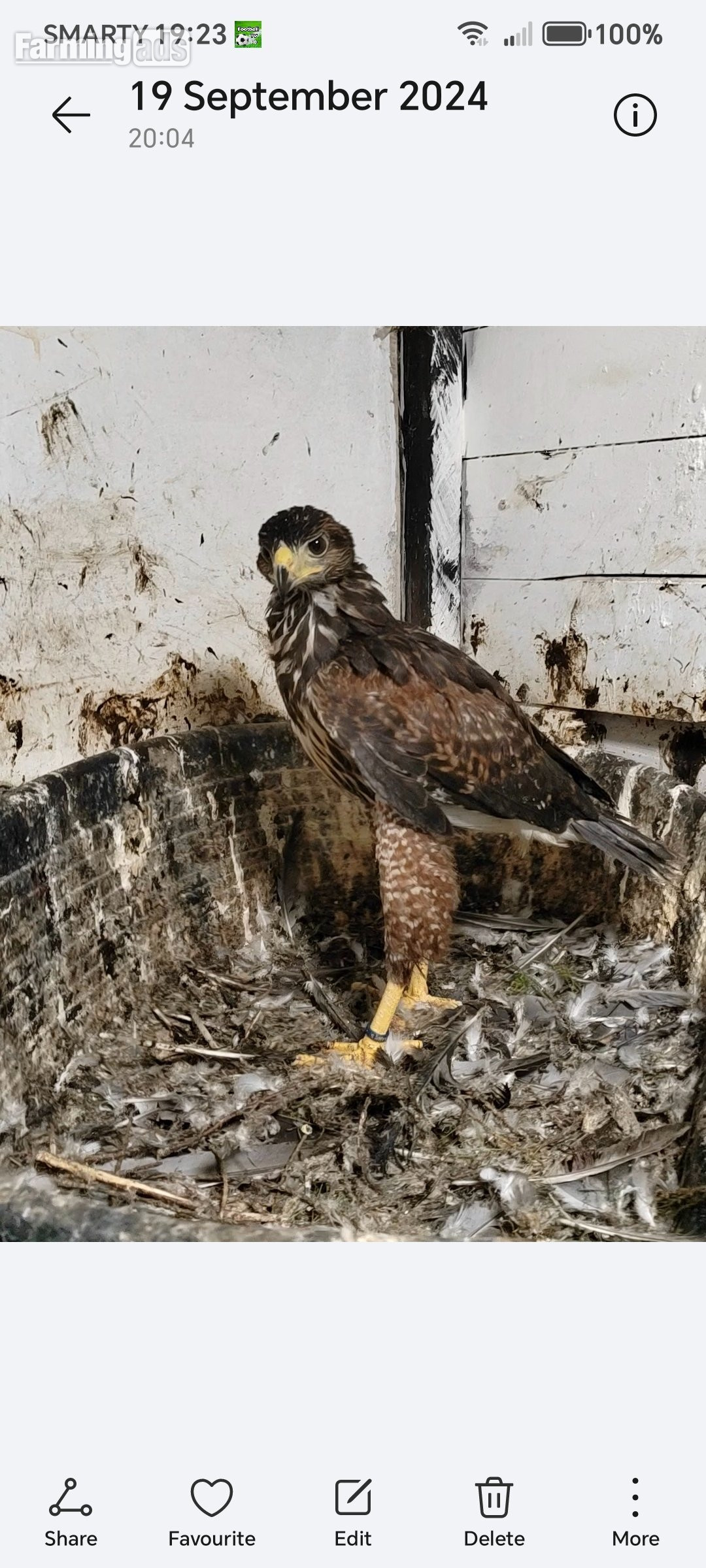 Harris Hawk breeding pair. PROLIFIC LAYER. 