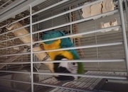 1 year old blue and gold macaw 