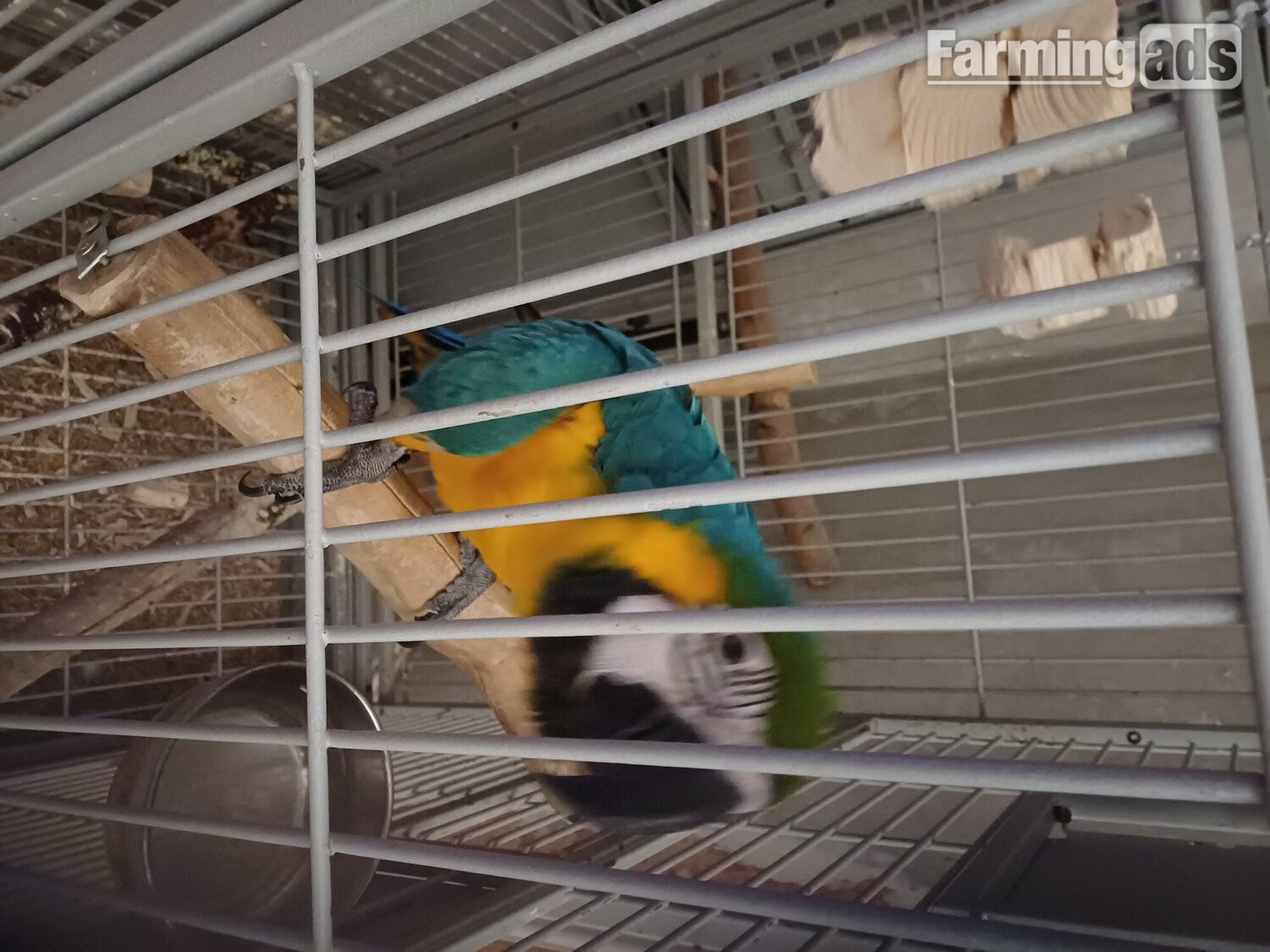 1 year old blue and gold macaw 