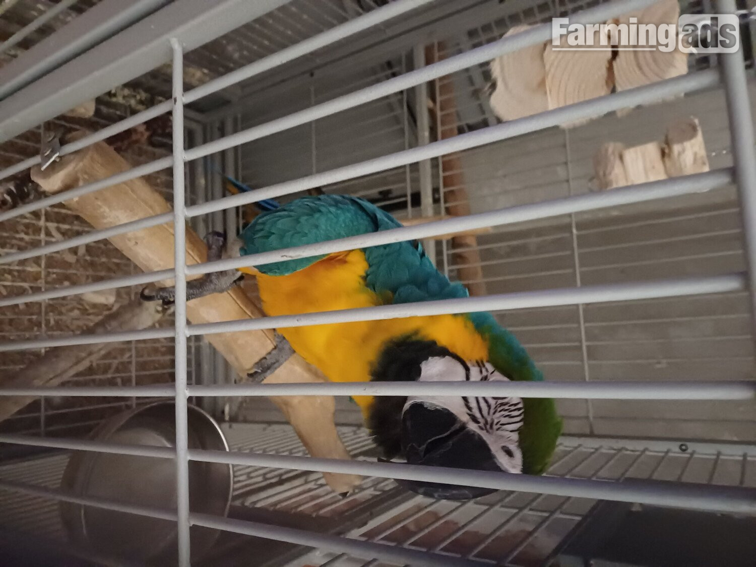 1 year old blue and gold macaw 