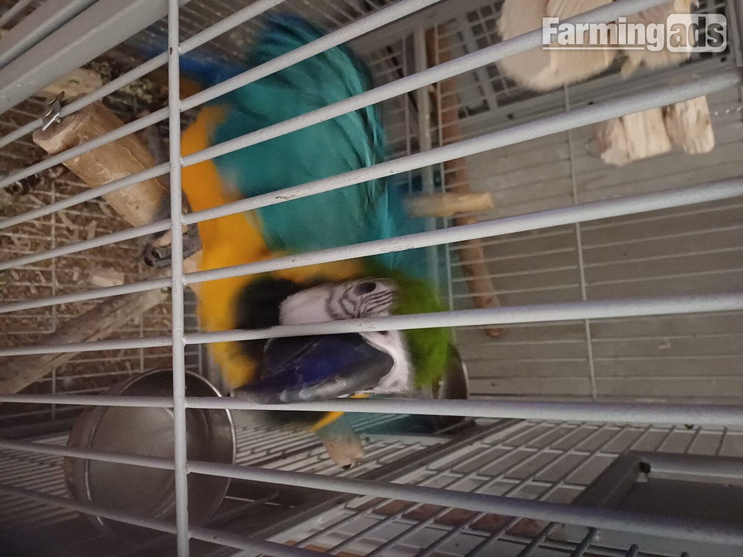  1 year old blue and gold macaw 