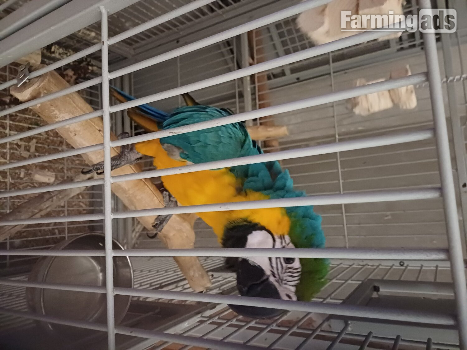 1 year old blue and gold macaw  - {CATEGORY}