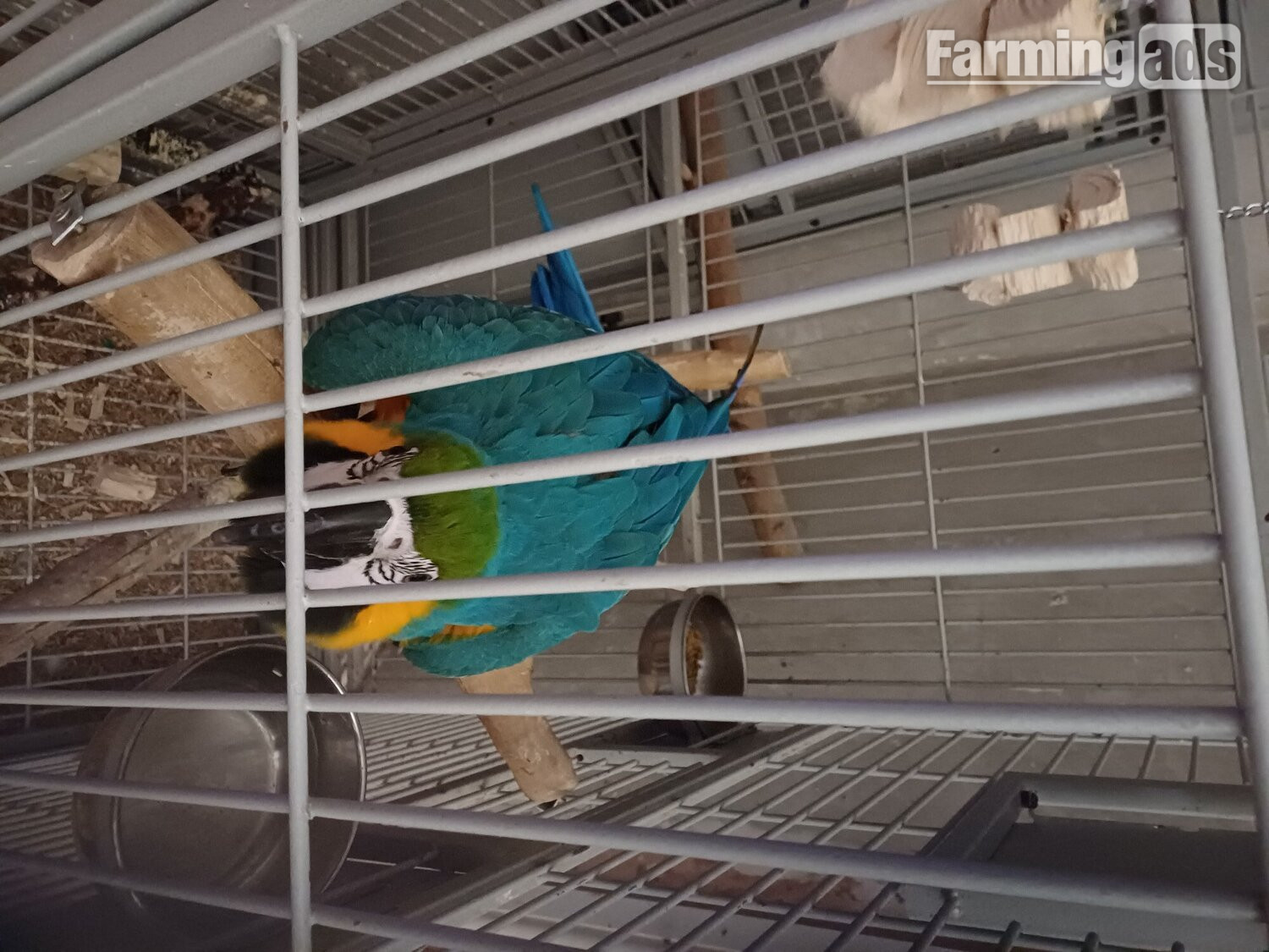 1 year old blue and gold macaw  