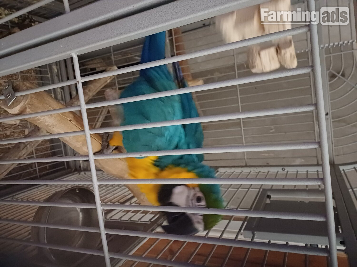 {CATEGORY} - 1 year old blue and gold macaw 