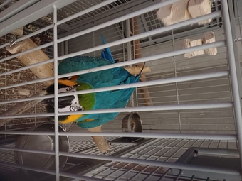 1 year old blue and gold macaw 