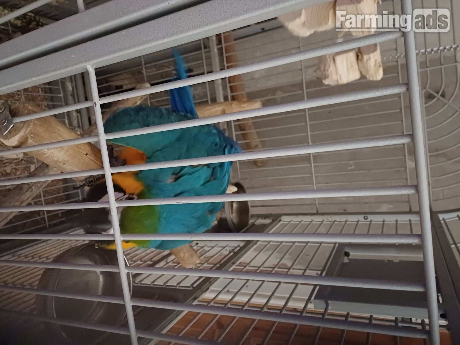 {CATEGORY} - 1 year old blue and gold macaw 