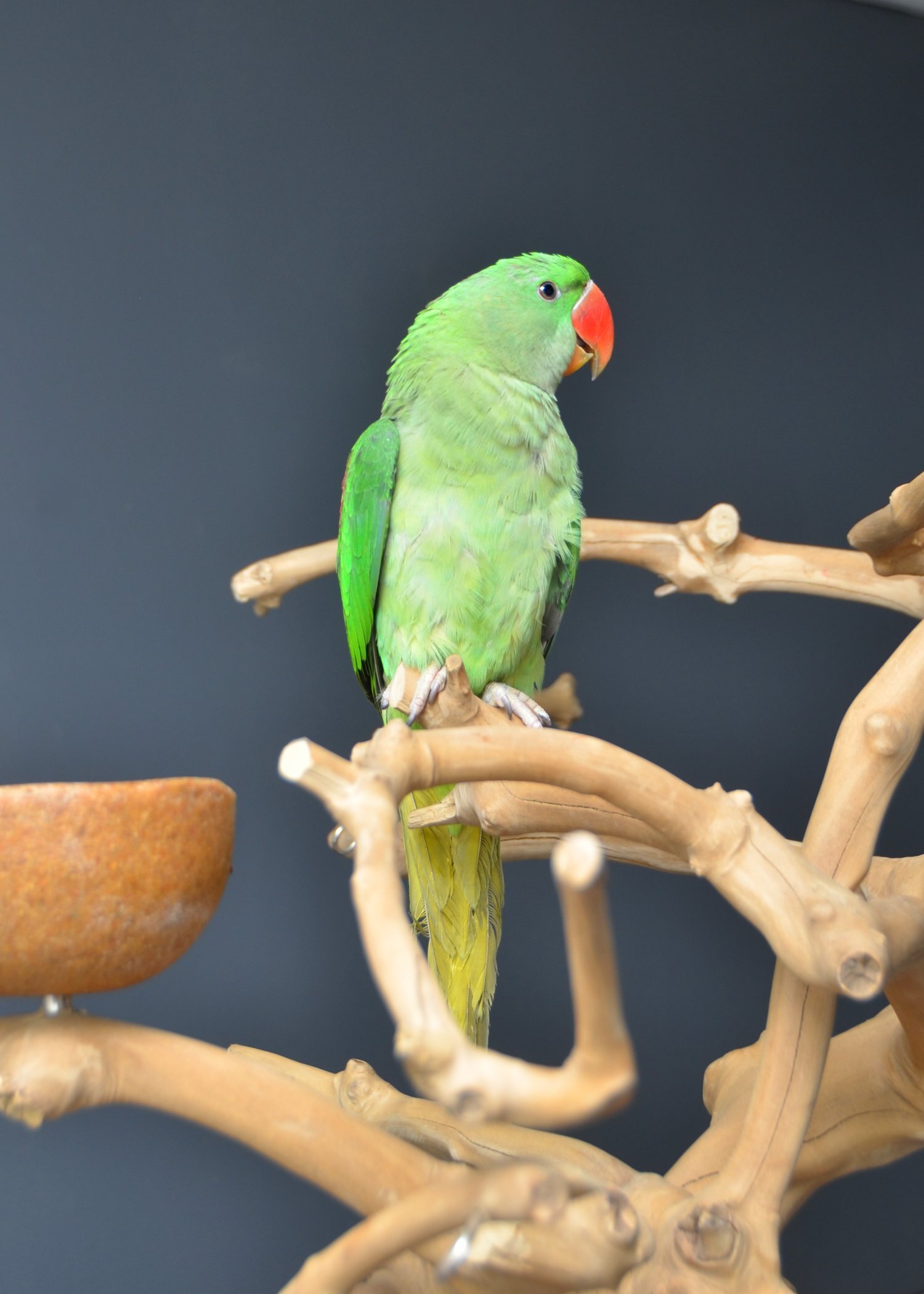 Talking Parrots and birds Available