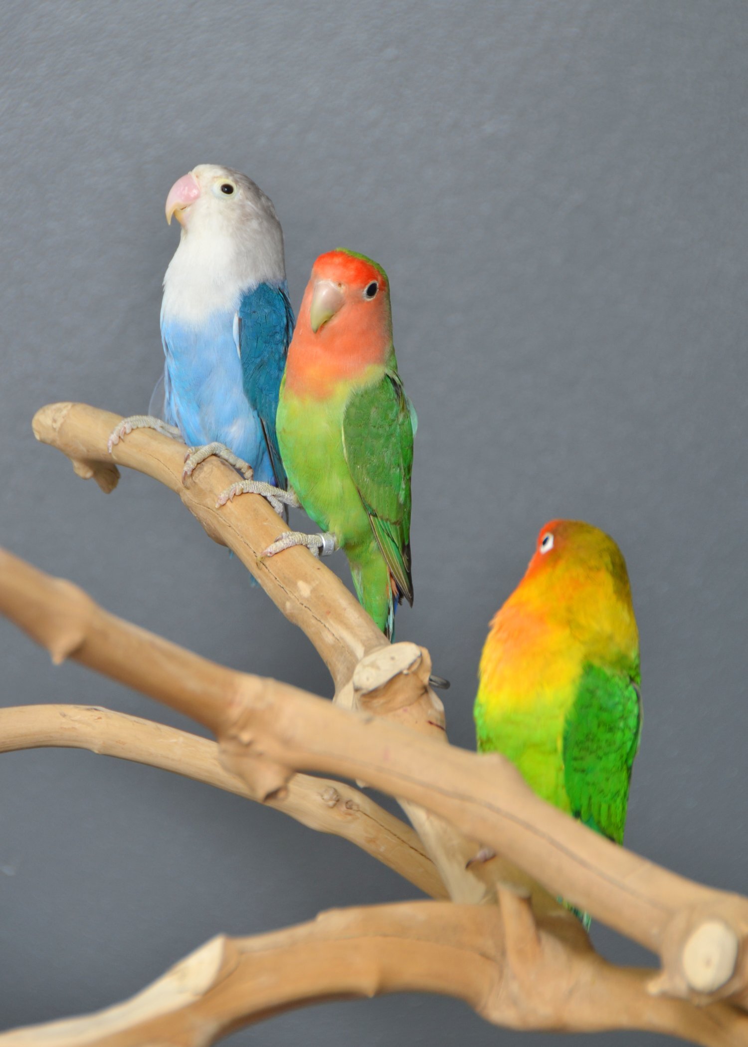  Talking Parrots and birds Available
