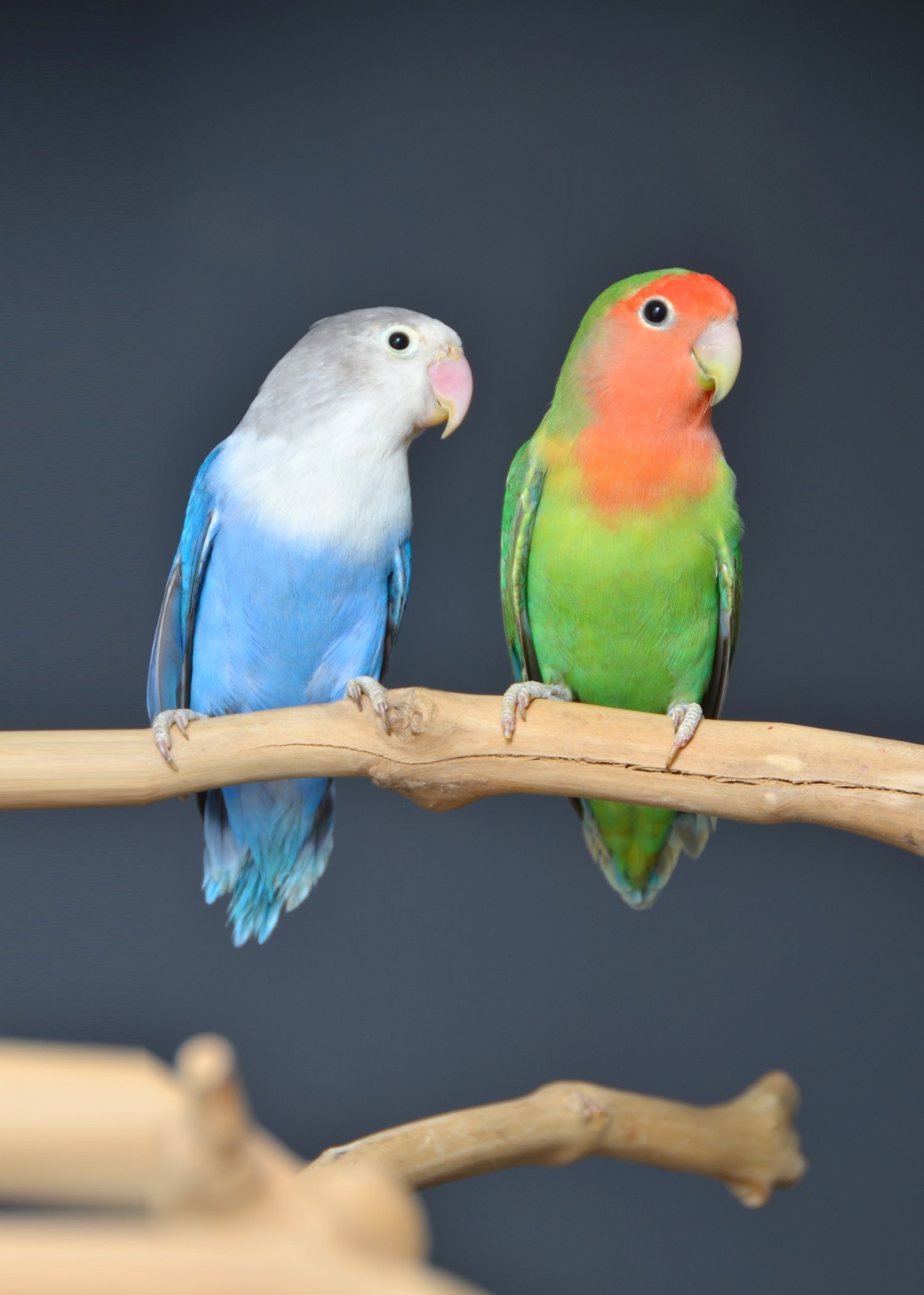 Talking Parrots and birds Available - {CATEGORY}