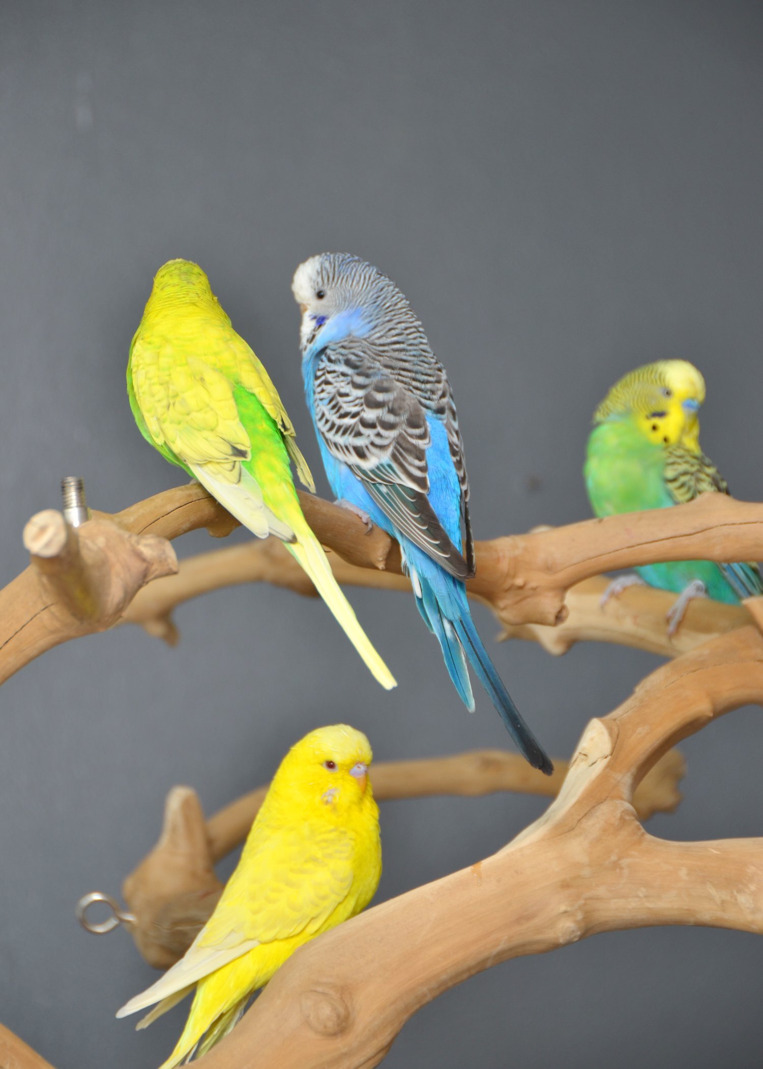 Talking Parrots and birds Available - {CATEGORY}