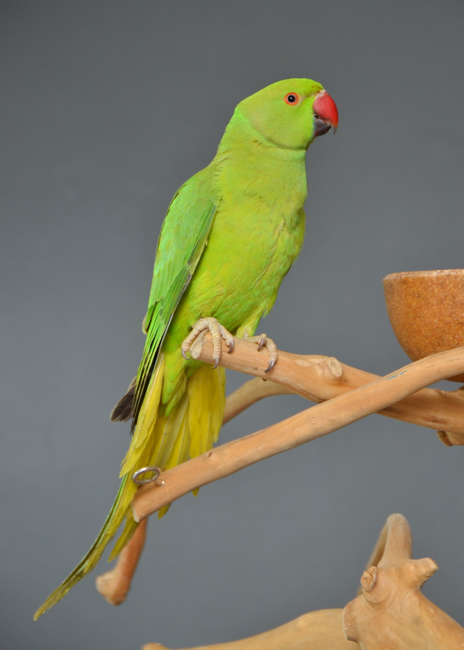 {CATEGORY} - Talking Parrots and birds Available