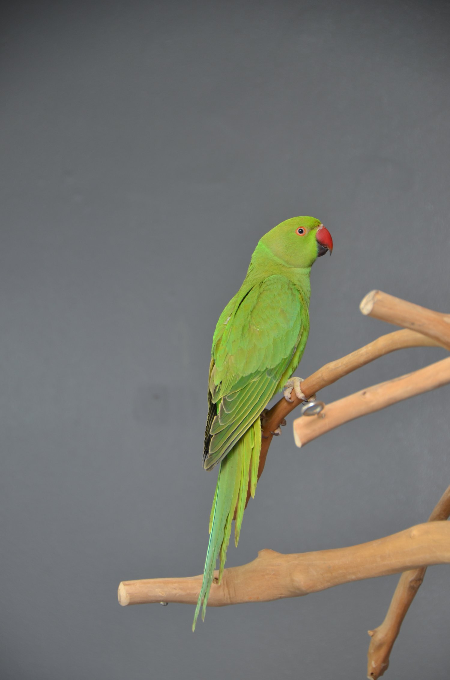 {CATEGORY} - Talking Parrots and birds Available