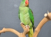 Talking Parrots and birds Available