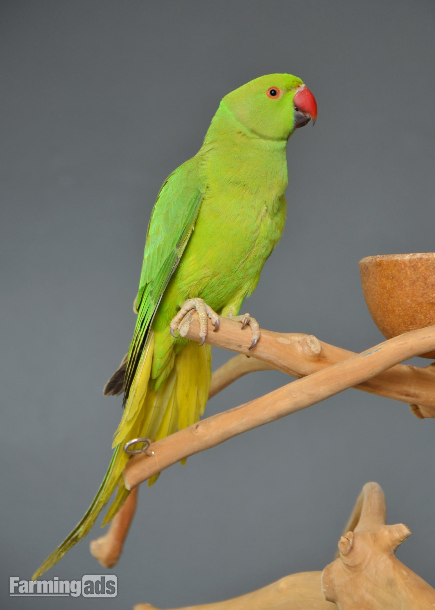 {CATEGORY} - Talking Parrots and birds Available