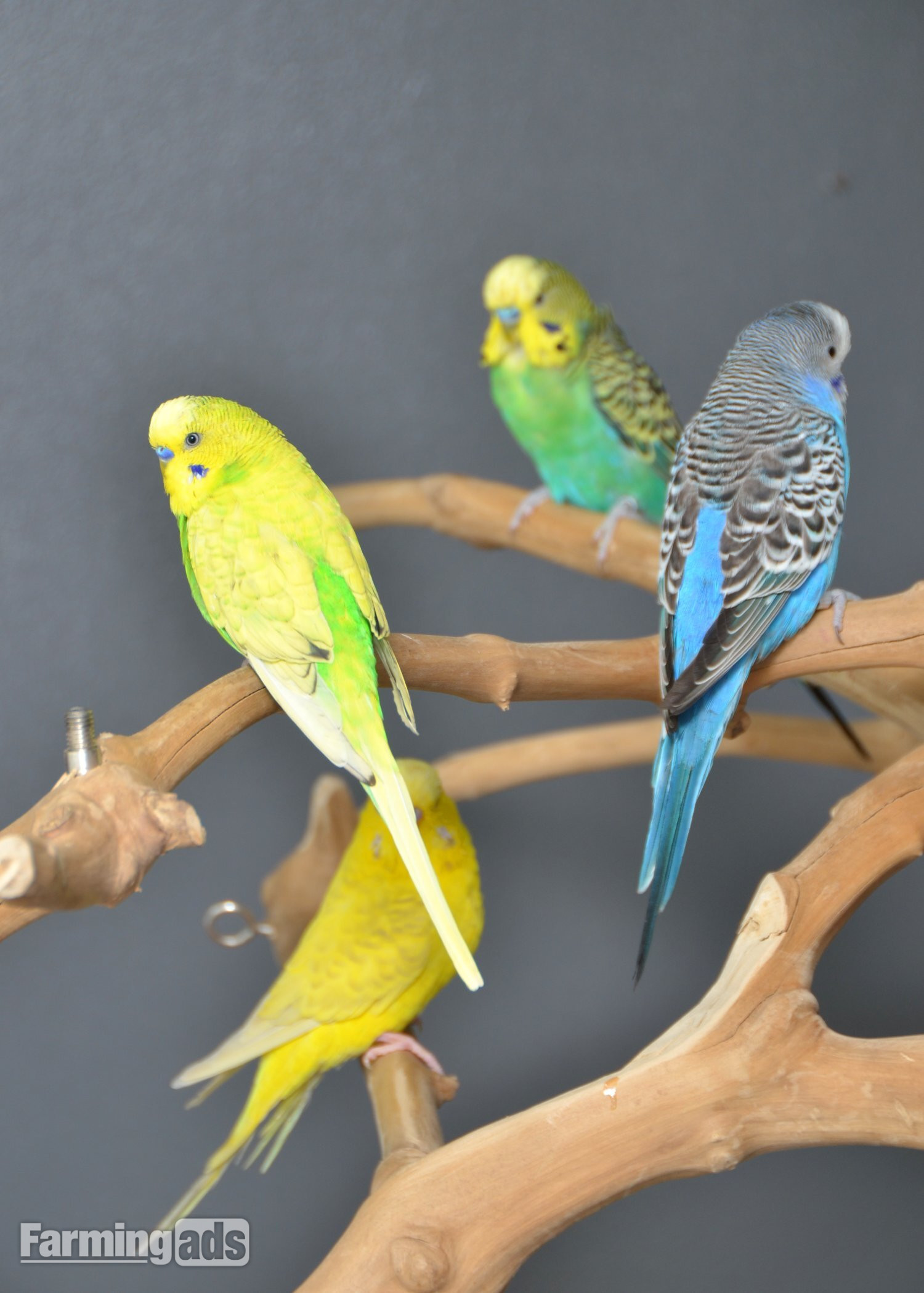Talking Parrots and birds Available 