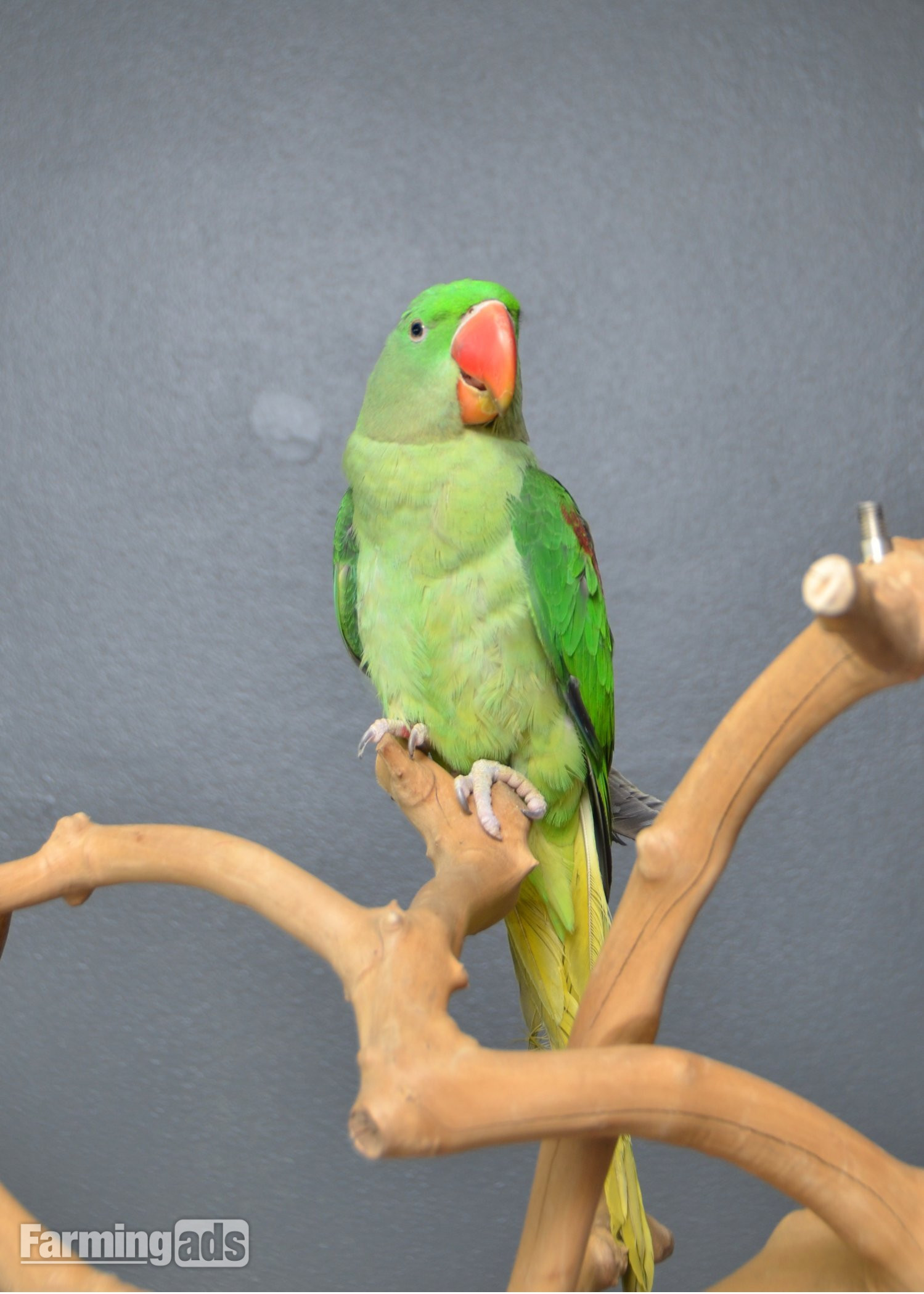 Talking Parrots and birds Available
