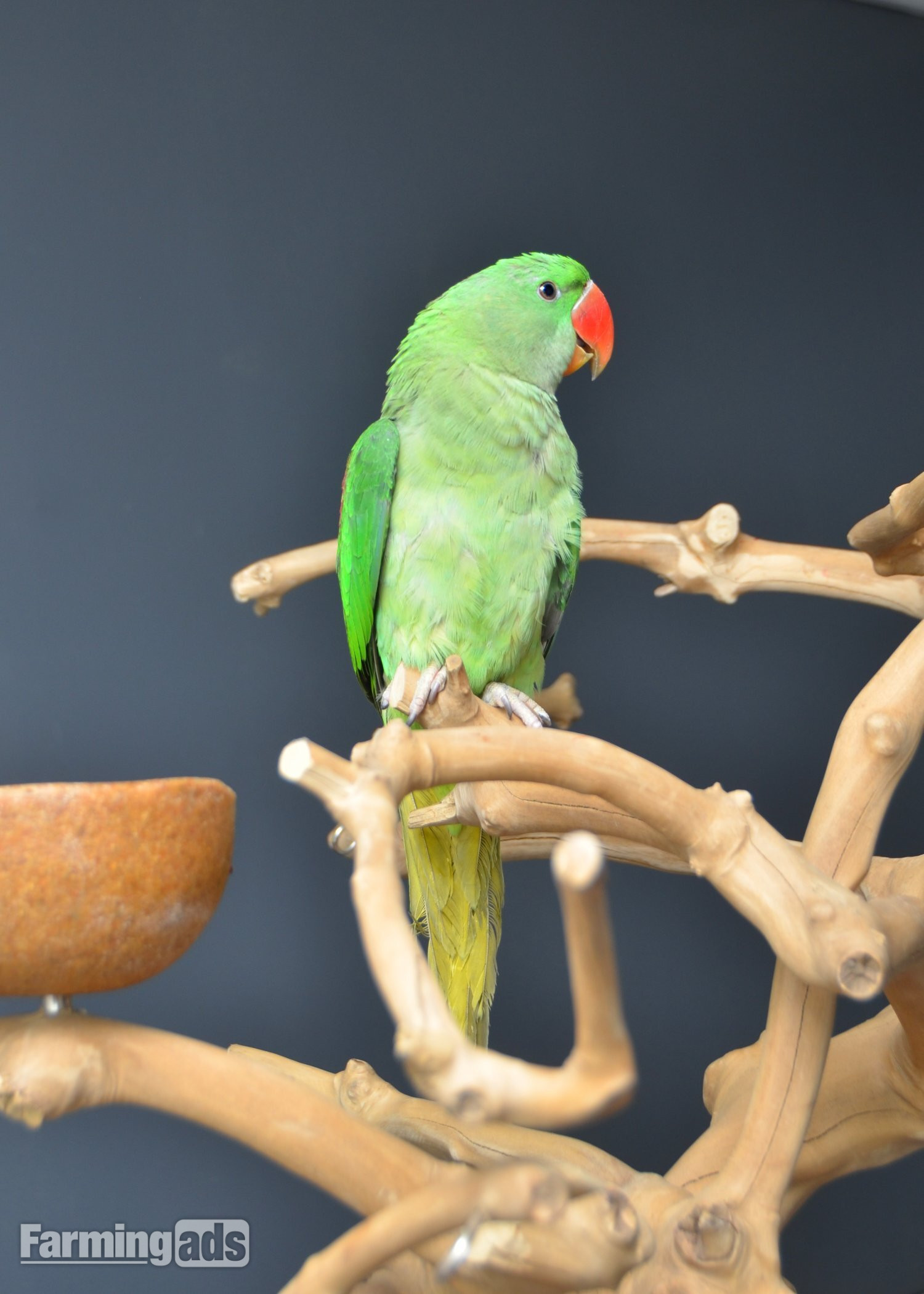 Talking Parrots and birds Available