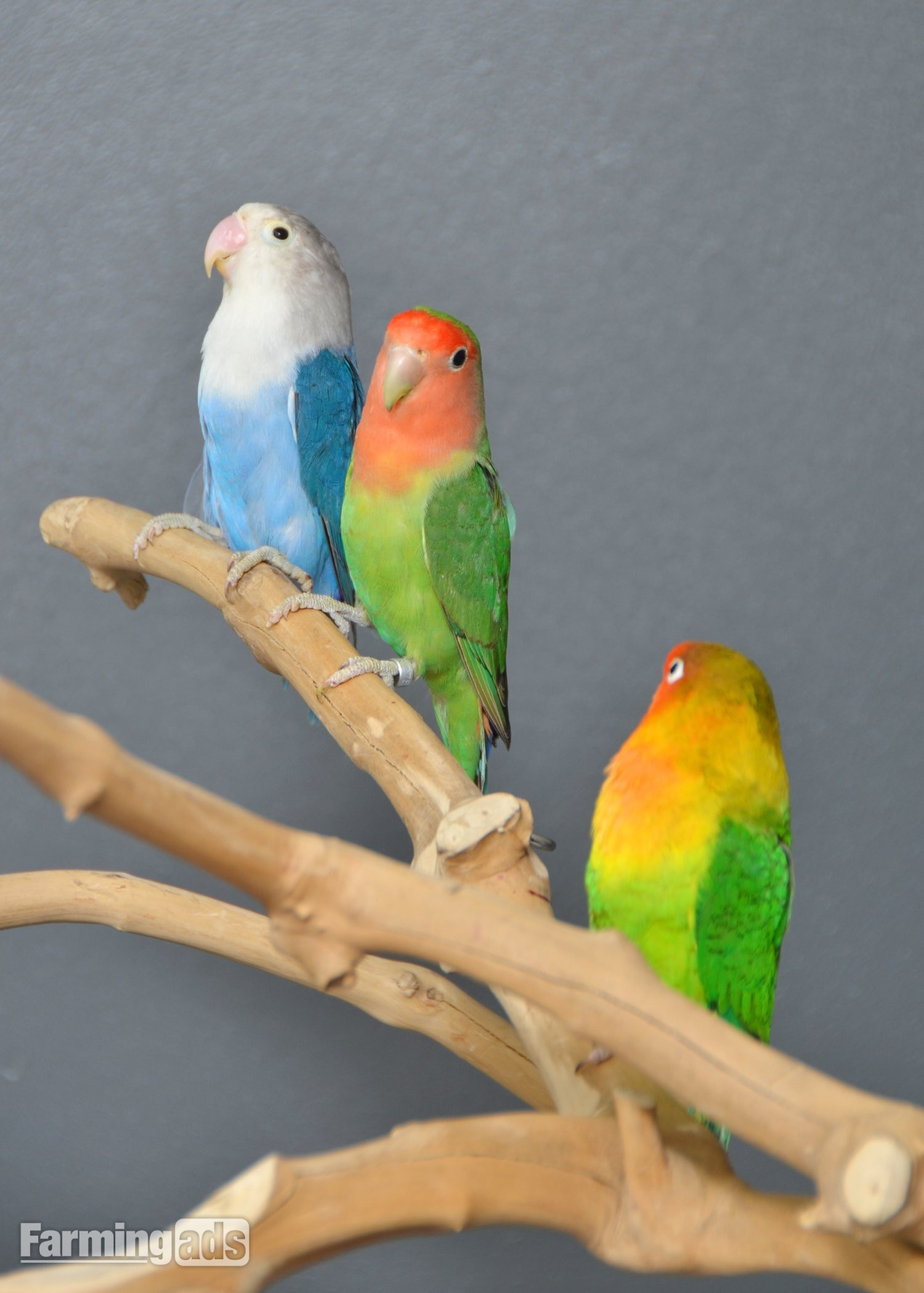 Talking Parrots and birds Available