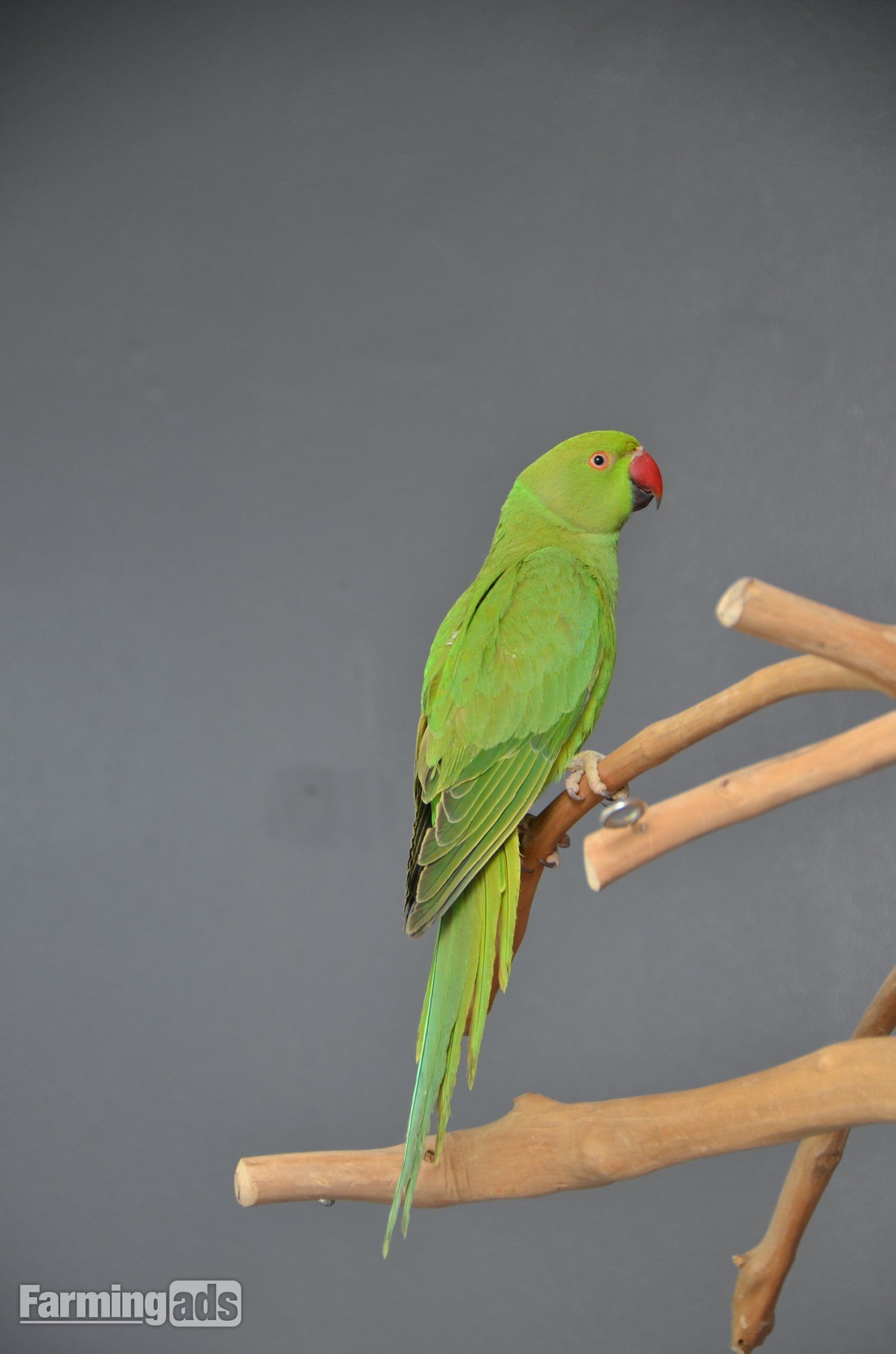{CATEGORY} - Talking Parrots and birds Available