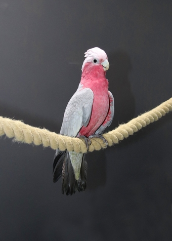 Talking Parrots and birds Available