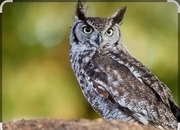 Wanted african spotted eagle owl, 