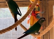 Baby conures  ( Alford ) 