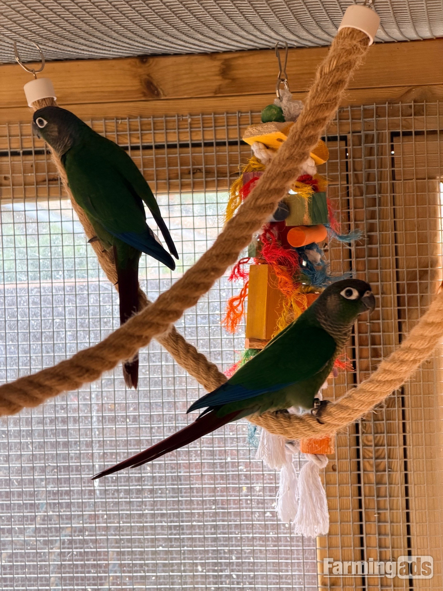 Baby conures  ( Alford ) 