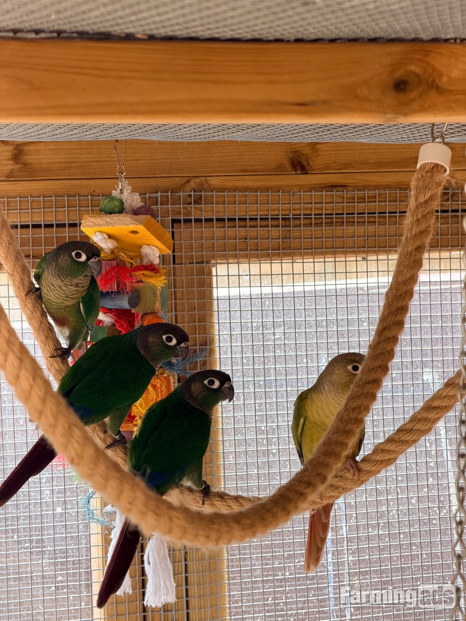 Baby conures  ( Alford ) 