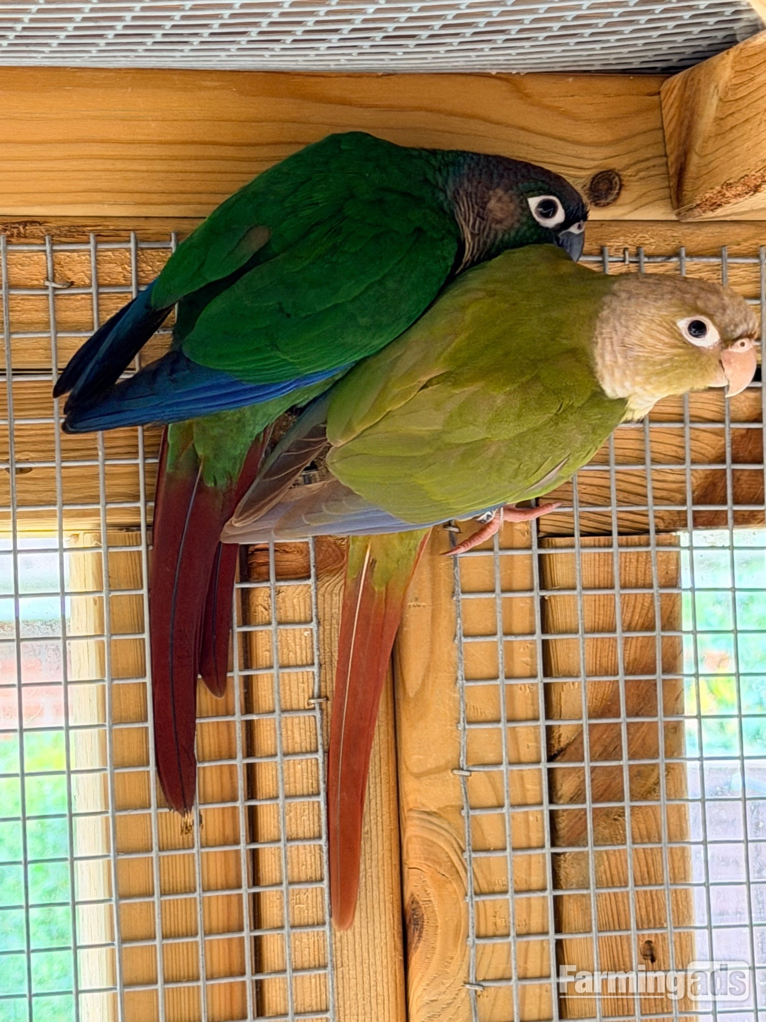  Baby conures  ( Alford ) 