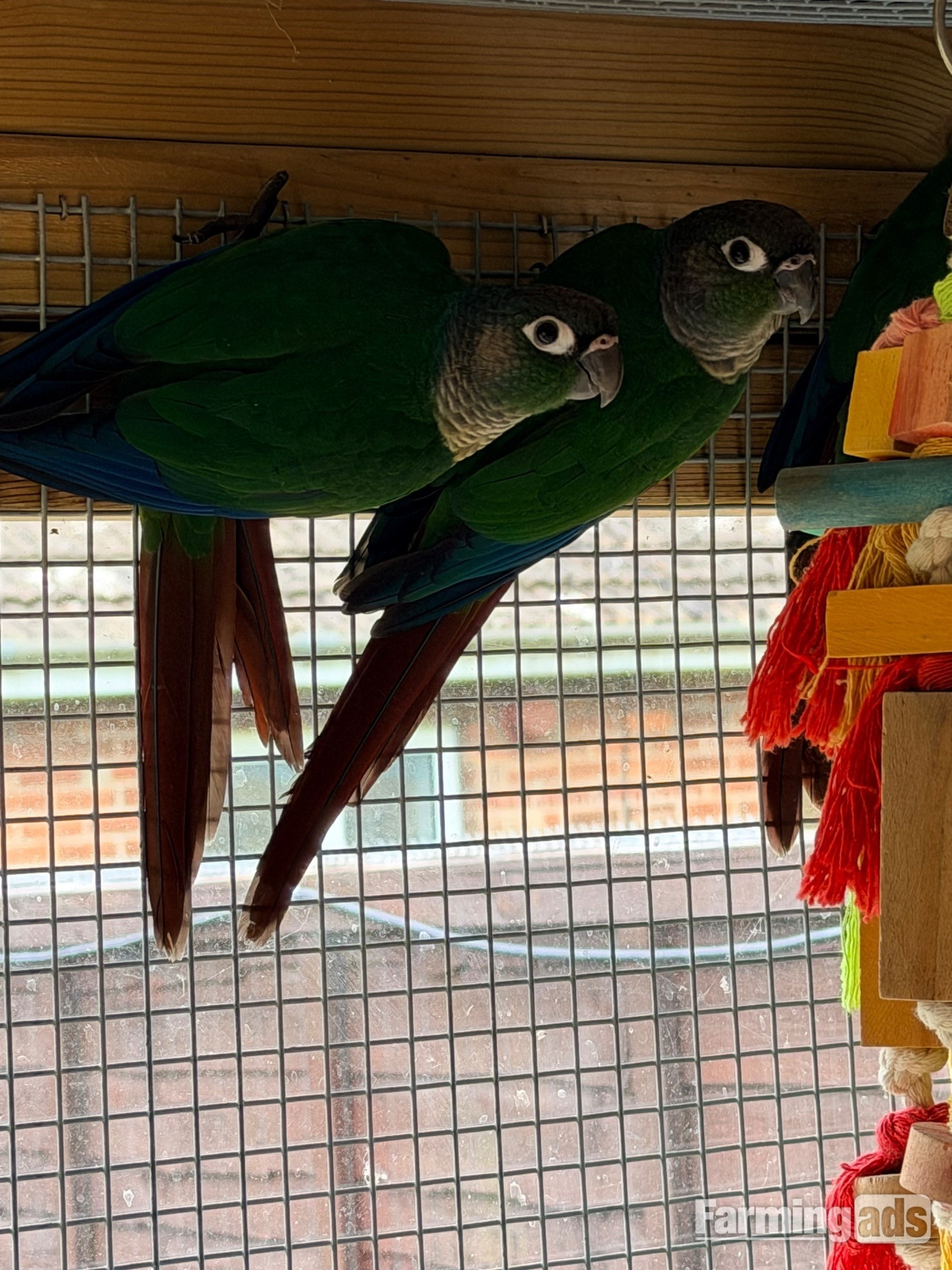Baby conures  ( Alford )  - {CATEGORY}