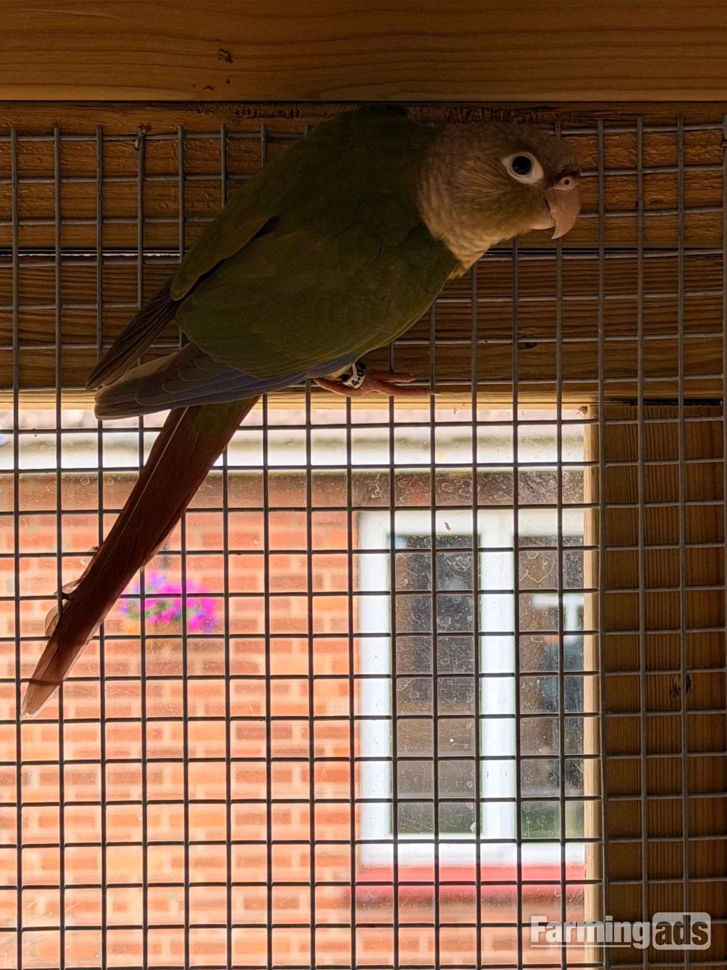 Baby conures  ( Alford )  - {CATEGORY}