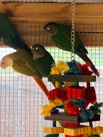 Baby conures  ( Alford ) 