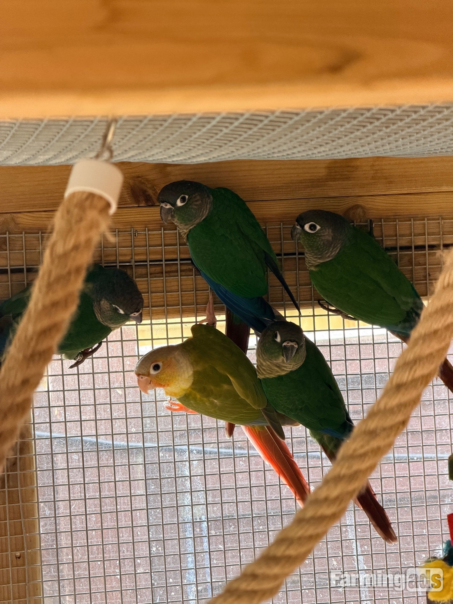 Baby conures  ( Alford )  