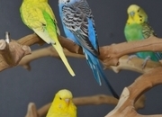 Budgies Available. Young and adult , Mix colours