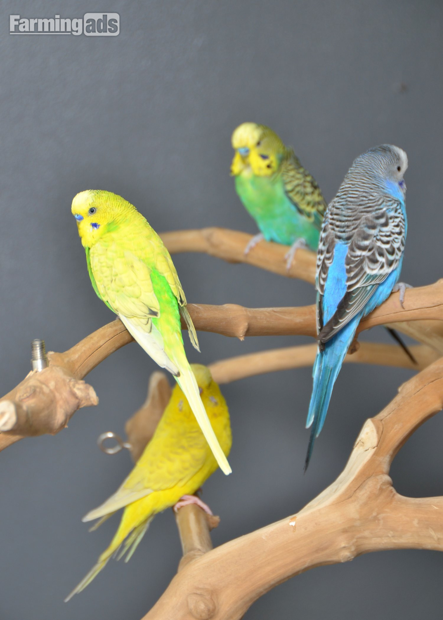 Budgies Available. Young and adult , Mix colours - {CATEGORY}