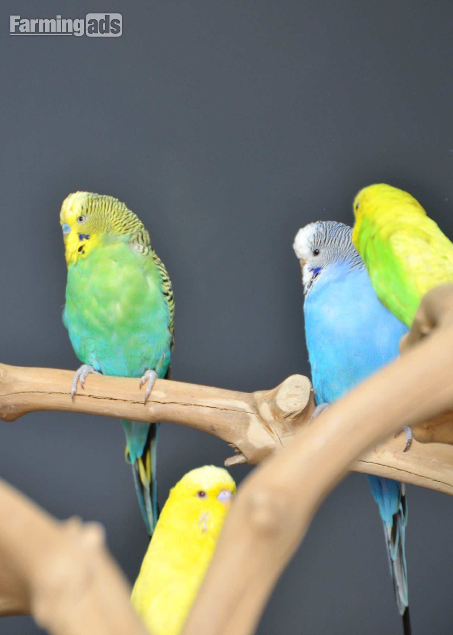 Budgies Available. Young and adult , Mix colours 