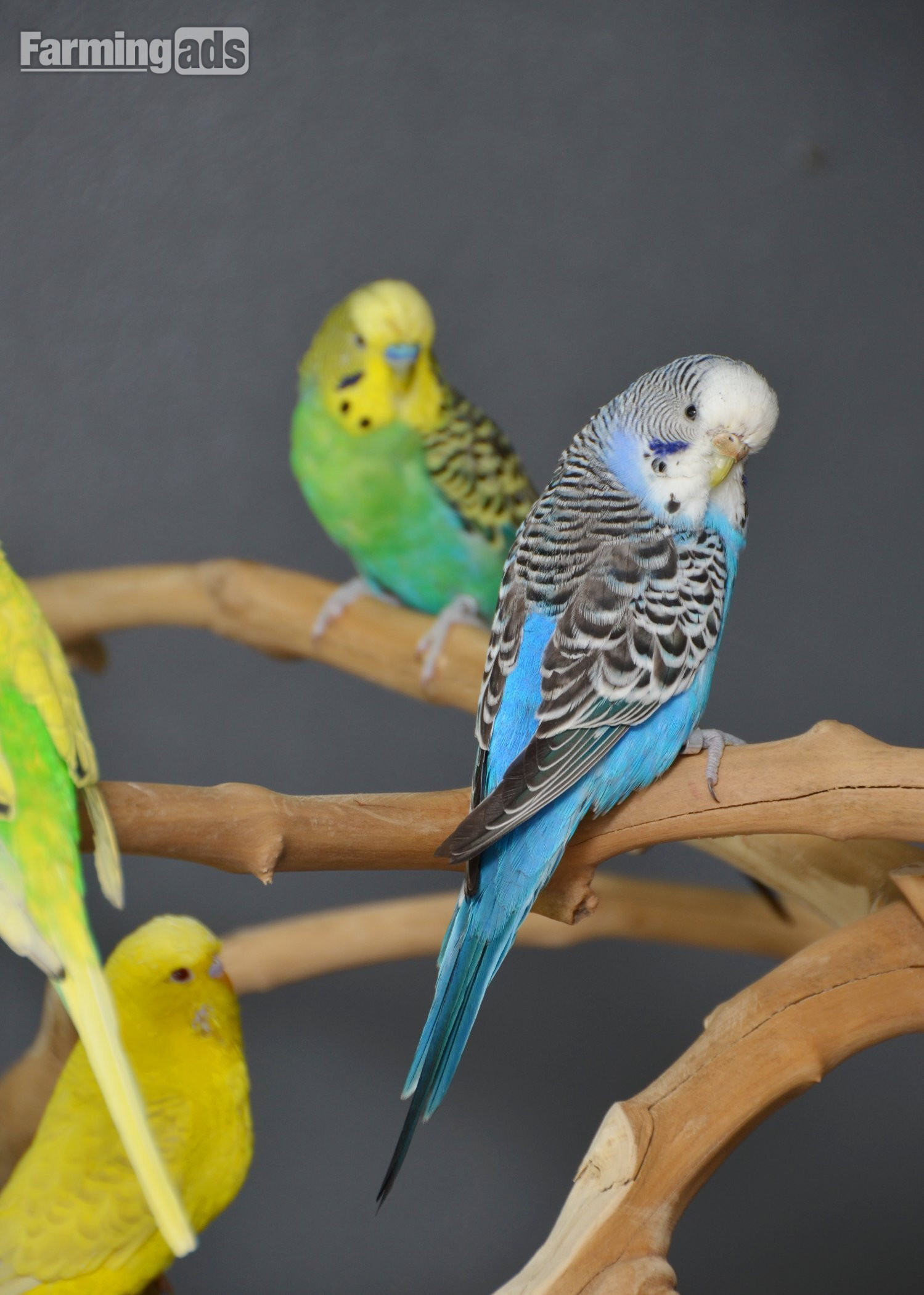 Budgies Available. Young and adult , Mix colours - {CATEGORY}