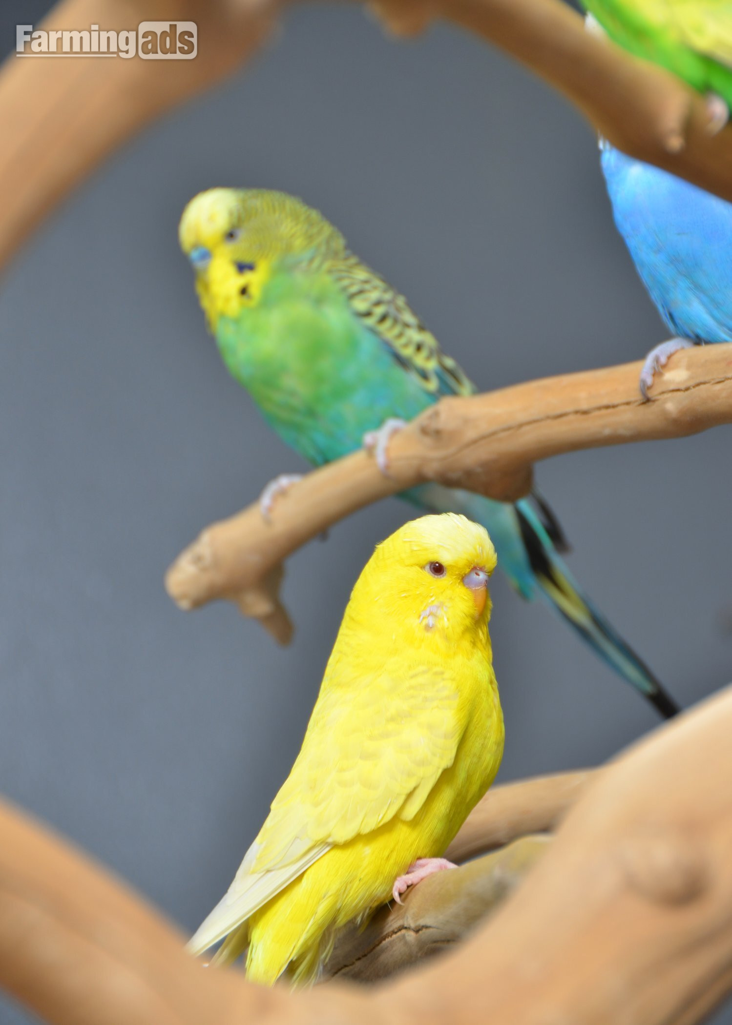 {CATEGORY} - Budgies Available. Young and adult , Mix colours