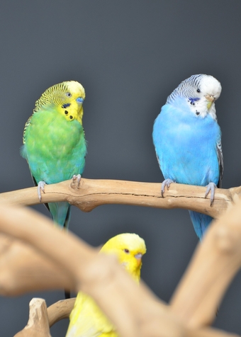 Budgies Available. Young and adult , Mix colours