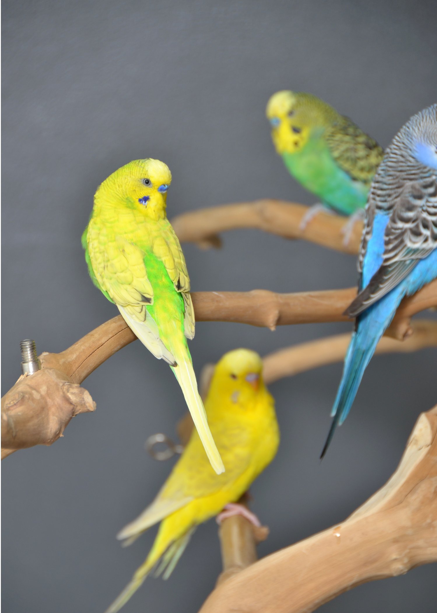  Budgies Available. Young and adult , Mix colours