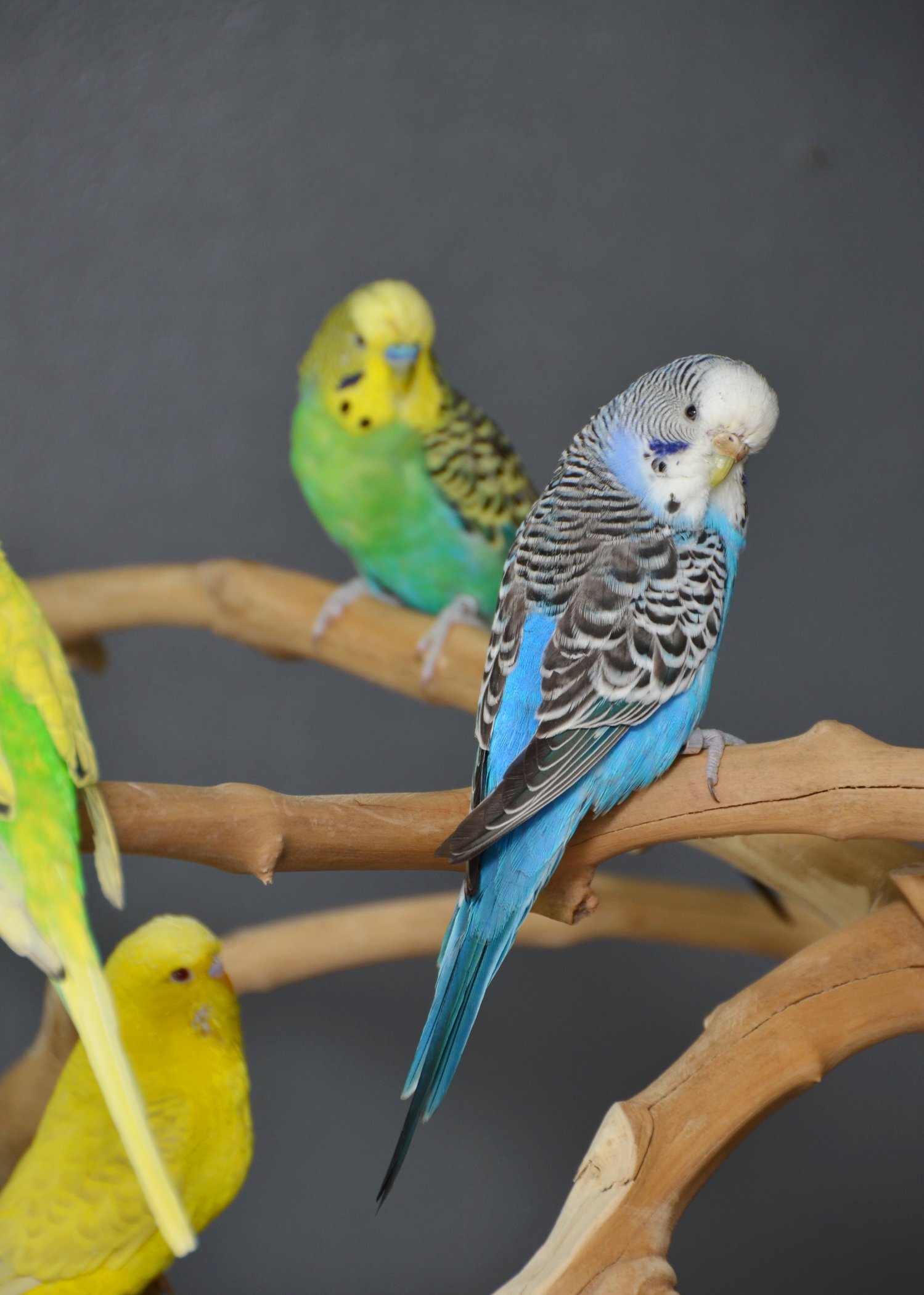 Budgies Available. Young and adult , Mix colours - {CATEGORY}