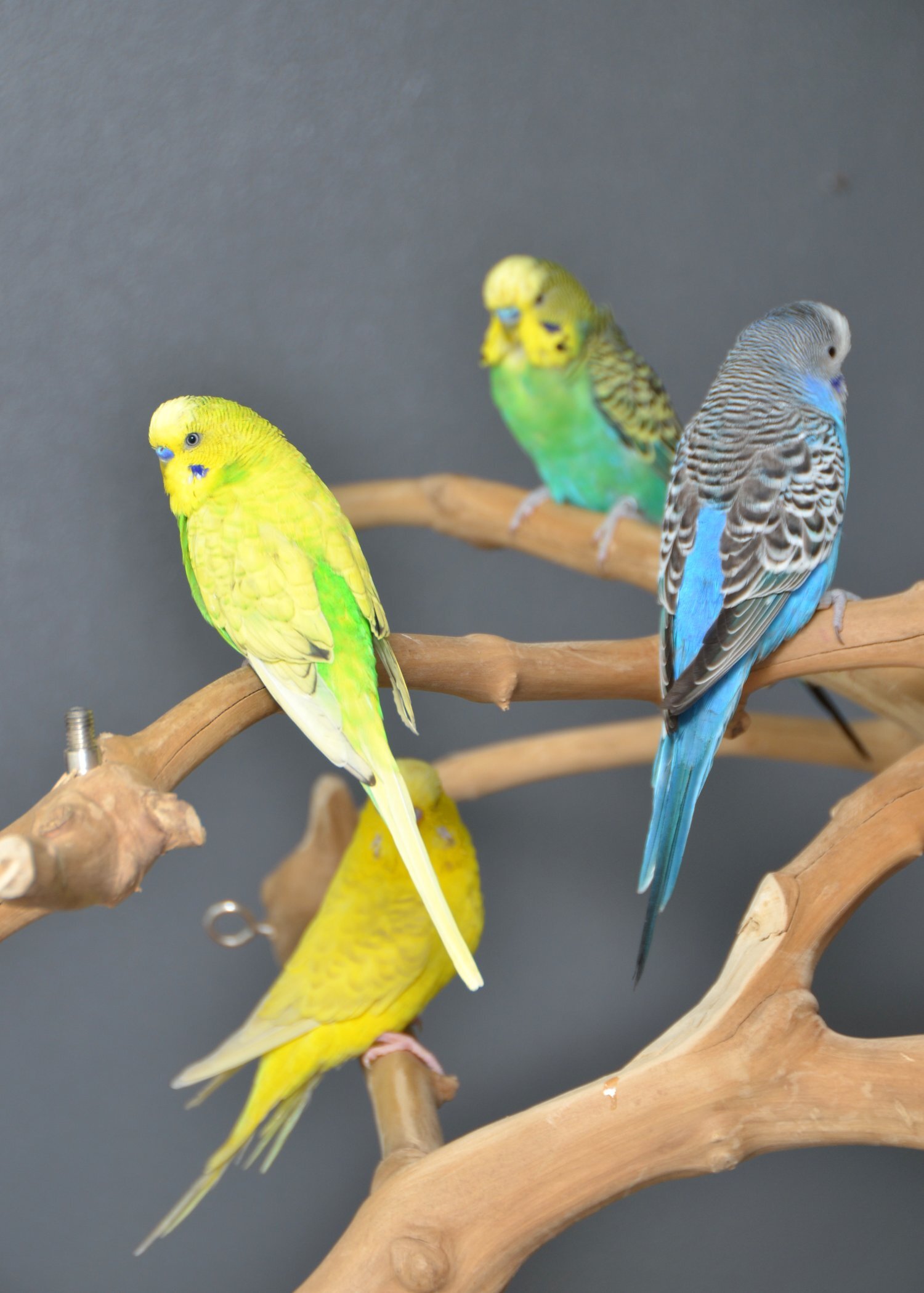 Budgies Available. Young and adult , Mix colours - {CATEGORY}