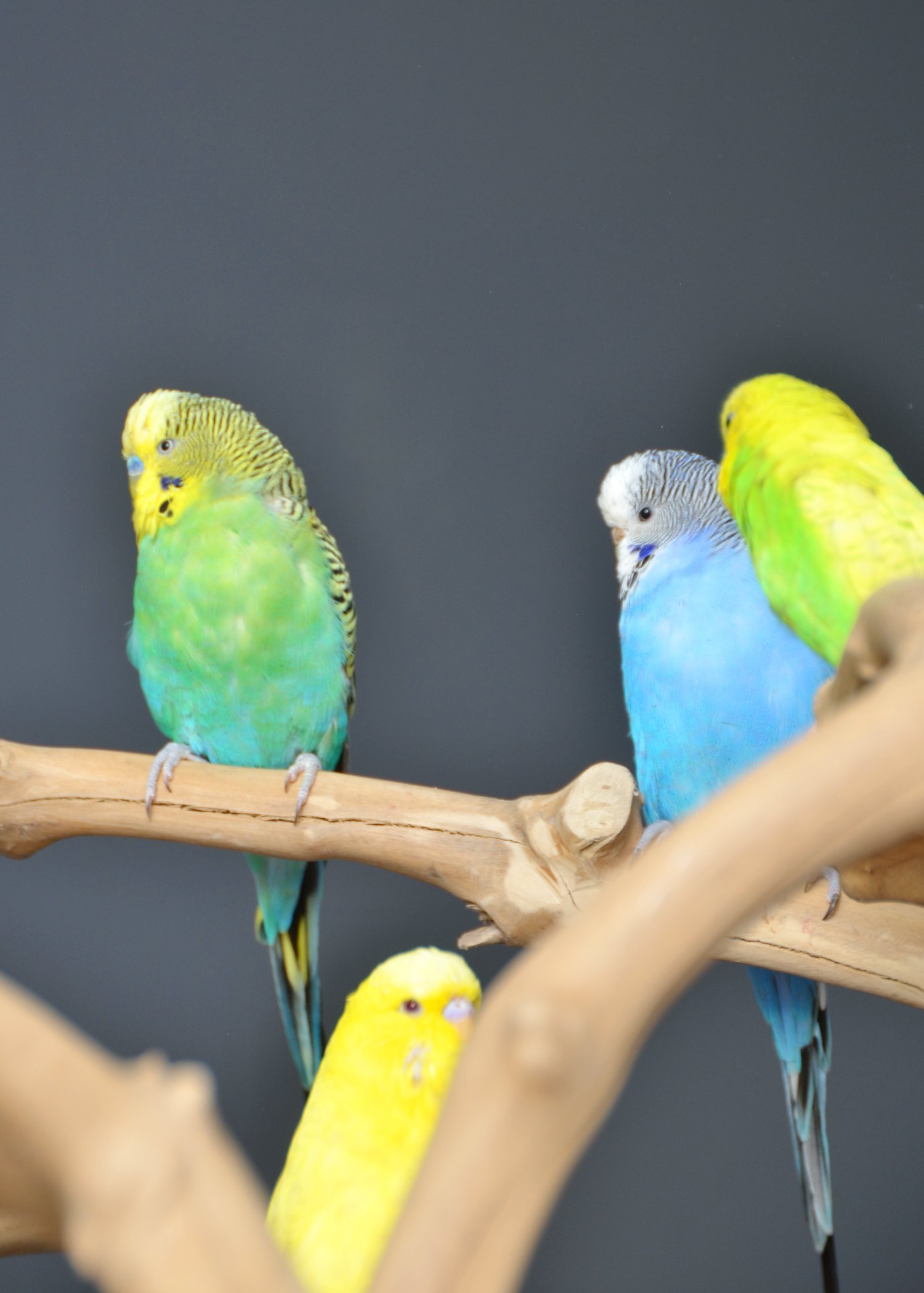{CATEGORY} - Budgies Available. Young and adult , Mix colours