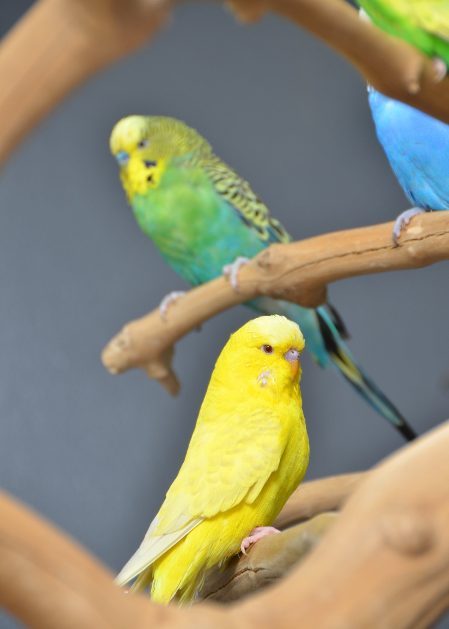 {CATEGORY} - Budgies Available. Young and adult , Mix colours