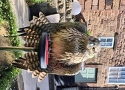 2026 female gyr x peregrine 