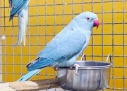 Baby Ring Neck Taking Parrots Male and female 