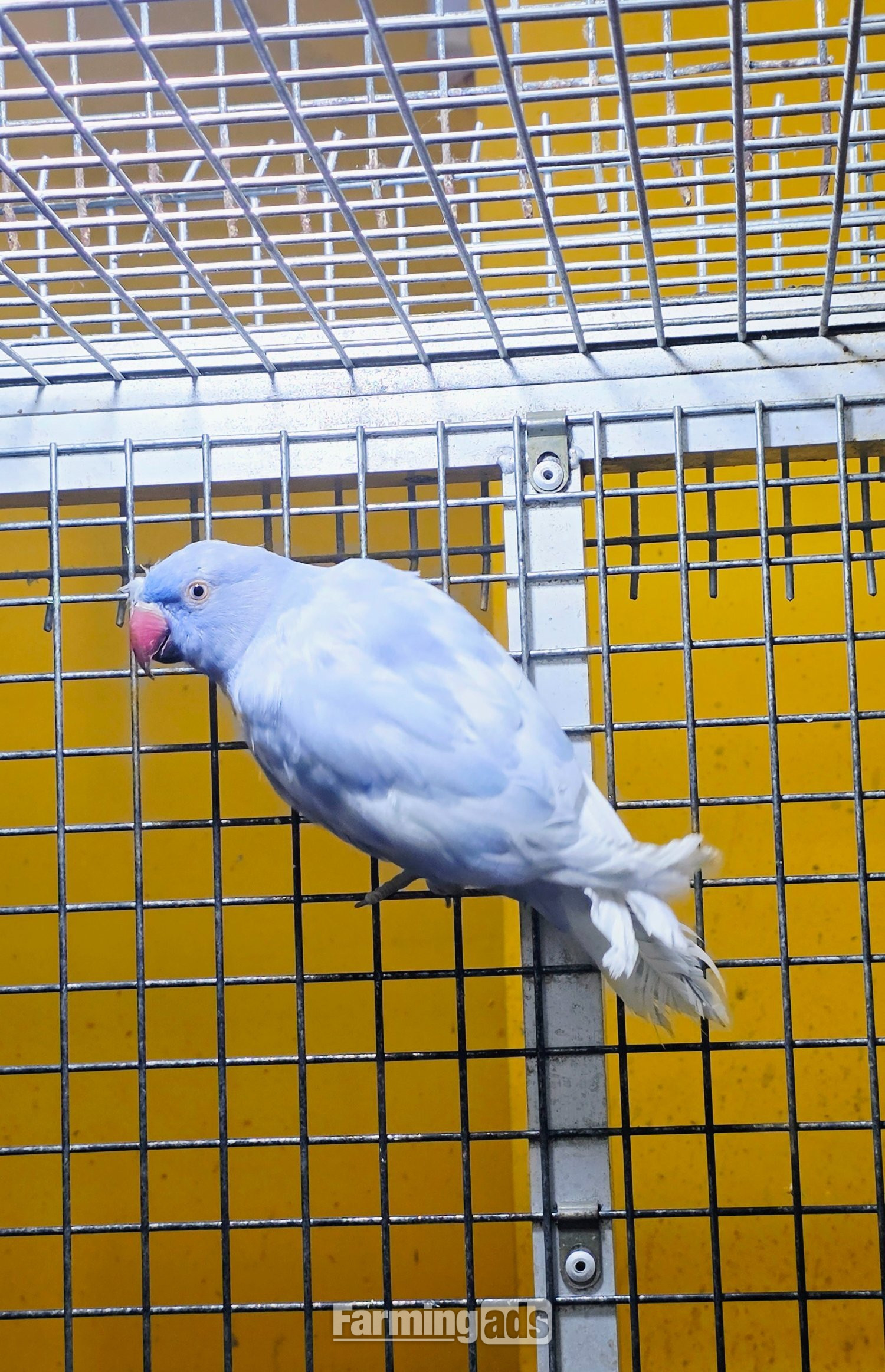  Baby Ring Neck Taking Parrots Male and female 