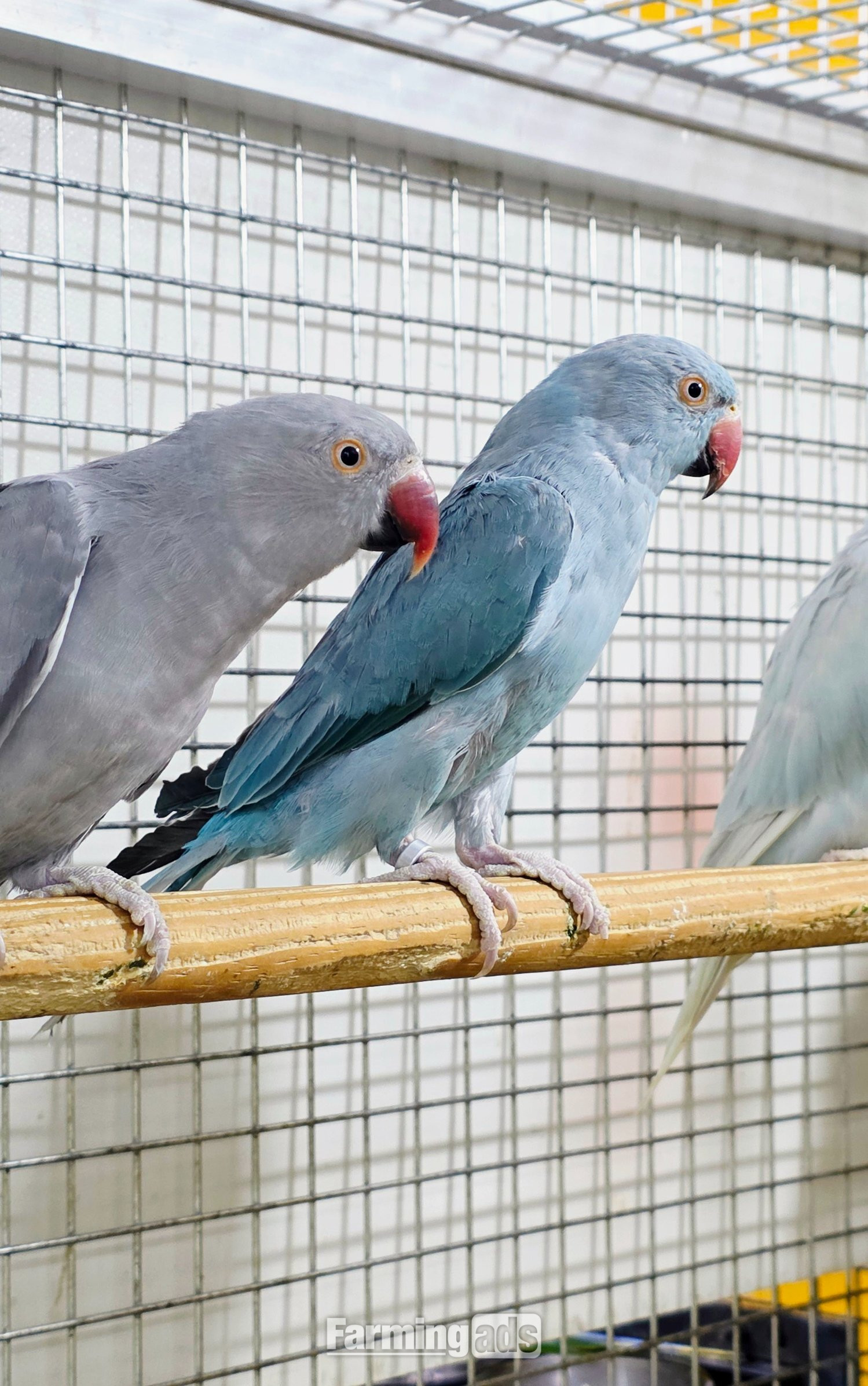 Baby Ring Neck Taking Parrots Male and female 